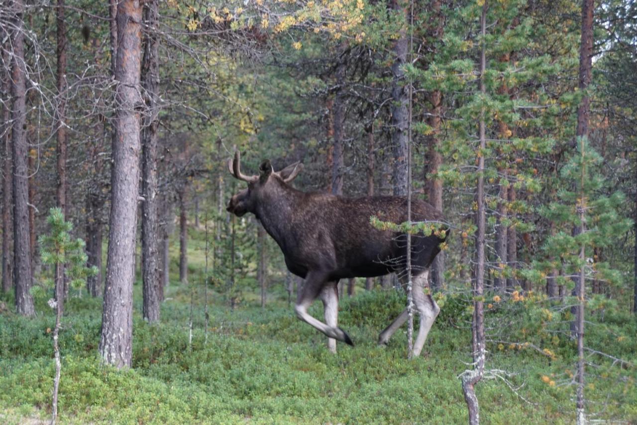 Moekki - The White Blue Wilderness Lodge Інарі Екстер'єр фото